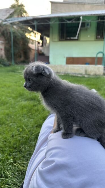 домик туалет для кошек: Скотиш фолд, 2,5 месяца девочка, к лотку приучена, энергичная шустрая
