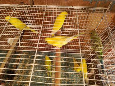 Tutuquşları: Əlavələri ilə qidalanma - Gündəlik təmiz su, müntəzəm qəfəs təmizliyi — 3