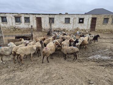 Qoyunlar, qoçlar: 15 balalı qoyun satlırr iri quzularla qiymət razılaşma yolu iləə — 3