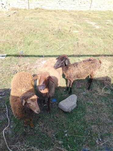 Inəklər, öküzlər: Quzu və qoyunlar satılır – 3 baş 2 cavan qoyun 1 erkek quzu qiymətdə