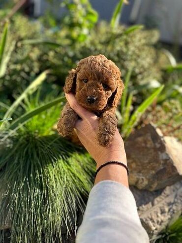 Psi: Pudle vrhinskog kvaliteta i genetike odgaivacnica registrovana u FCI — 7