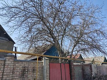 Спил деревьев, заготовка дров: Спил дерево 🌲 опытный пилшик бак кыйабыз отун аралайбыз Терек тополь — 7