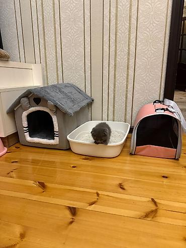 Pişiklər: Britan — 21