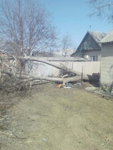 Спил деревьев, заготовка дров: Спилить дерево! Нет проблем. Очистить от разросшихся кустарников и at lalafo.kg — 5 Спил деревьев, заготовка дров: Спилить дерево! Нет проблем. Очистить от разросшихся кустарников и — 5