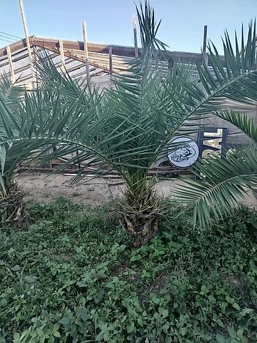 palma gülü: Xurma (xurma xurması) palmaları – peyzaj üçün dekorativ iri kollar — 2