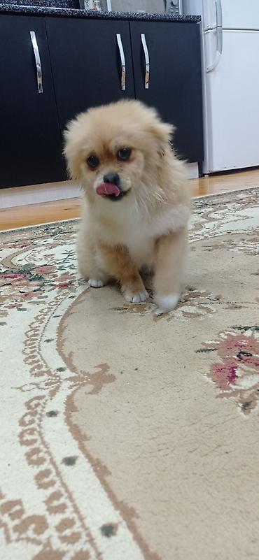 İtlər: Şpitz, 4 ay, Erkek — 7