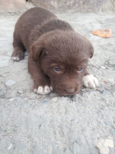 Toyuqlar: Məhsul: Zvanok balaları - Sevimli zvanok balaları şəkillərdədir -da lalafo.az — 2 Toyuqlar: Məhsul: Zvanok balaları - Sevimli zvanok balaları şəkillərdədir — 2