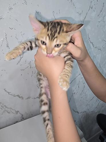 кошка шатланка: Котёнок с ярким тигрово-пятнистым окрасом (табби). Короткая густая — 3