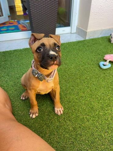 Psi: Registrovana odgajivacnica pasa "Happy Puppies" ima u ponudi prelepe — 6
