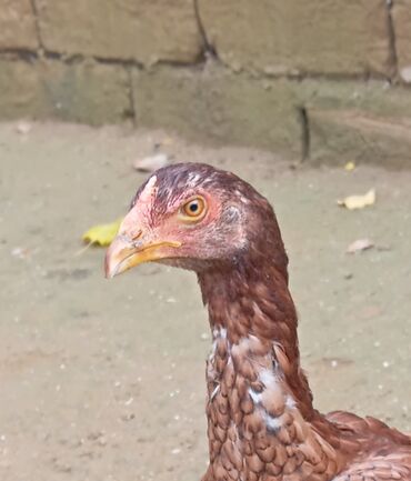 Xoruzlar: Xoruz, Heyratı, il: 1, Ödənişli çatdırılma — 23