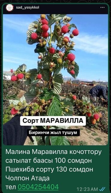 шкаф для документов металлический: Саженцы малины сортов Маравилла и Пшехиба. - Маравилла: ремонтантный