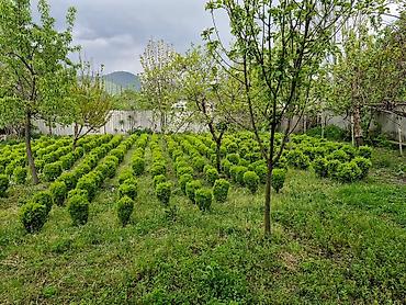 agac satisi baki: Buxus (şimşir) dekorativ kolları – formal heykəllər və canlı hasarlar — 10