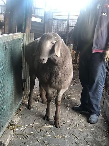 Баран, овца: Продаю | Овца (самка) | Для разведения — 1