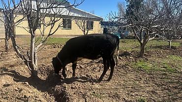 Коровы, быки: Продаю | Тёлка | Симментальская | На забой, Для разведения, Для молока | Племенные, Не стельные, Искусственник — 16