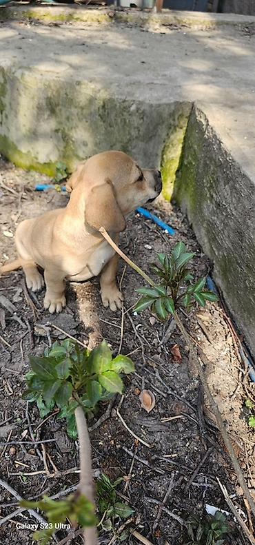 Продажа собак: Щенки смешанной породы - Окрас: рыжий/палевый с тёмной мордочкой. - — 6