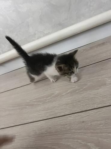 мейн кун кошки: - Подарите котятам счастливую жизнь в любящем доме! 🐱❤️ — 4