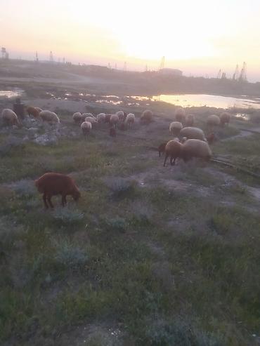 Qoyunlar, qoçlar: Qoyunlar — 11