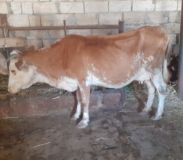 cins inekler: Dişi, Simental, il: 1, 120 kq, Damazlıq, Südlük, Ətlik, Ünvandan götürmə, Ödənişli çatdırılma