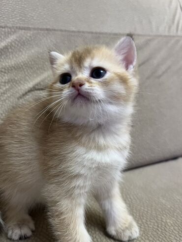 Pişiklər: Temiz qan shinshila balalari satilir. 15 .11.25 ilde dogulublar. yemek — 8