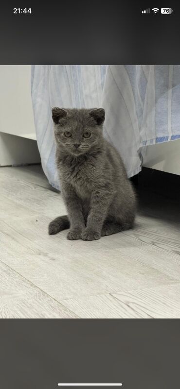персидская короткошерстная кошка: Шотландская кошка В придачу корм пол кило Причина продажи; переезжаю