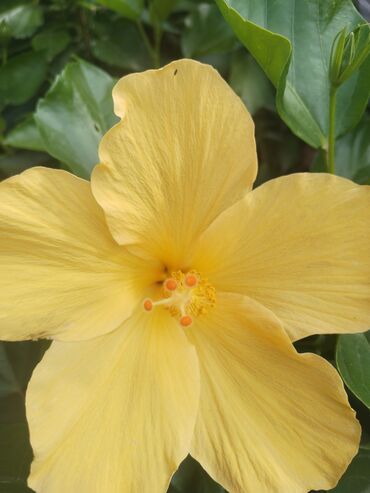 Otaq bitkiləri: Otaq bitkiləri – Fikus elastika kolleksiyası və digər dekorativ növlər — 26