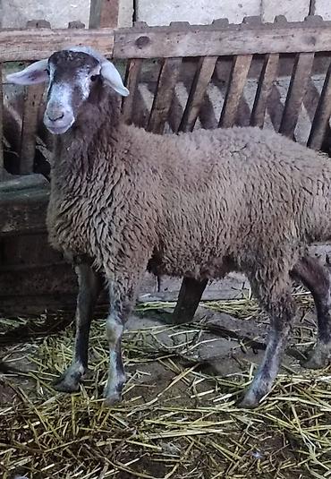 Qoyunlar, qoçlar: Sağlam cavan heyvanlardi kom satılır Kurdexanidadi. Ümumi 12 Heyvandi — 10