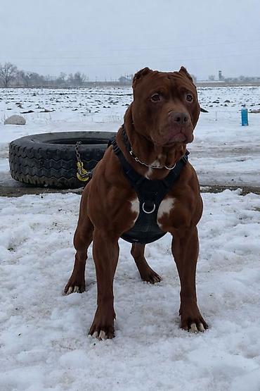 Вязка собак: Вязка: Американский булли, Самец, 1 год, С прививкой, С родословной — 7