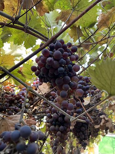 кара алма: Продаю виноград со своего сада 🍇 Экологически чистые ✅ 2 сорта,один из — 2