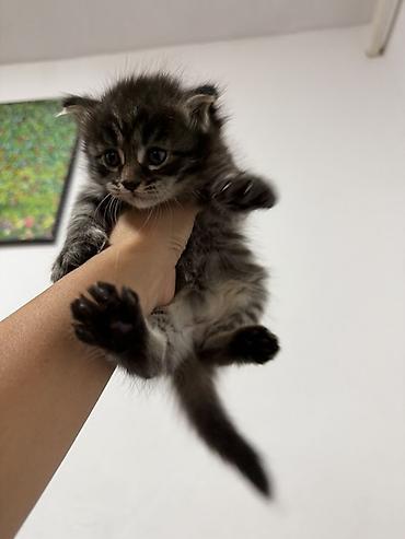 корм для курей несушек: 1 месяц, Девочка — 7