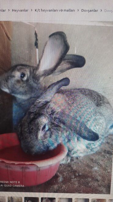 kaliforniya dovşan: Dovşanlar hamısı bir yerdə 130 azn ə satılır tək tək