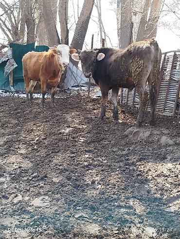 Коровы, быки: Продаю | Бык (самец) | Алатауская, Симментальская — 4