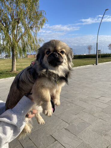 İtlər: Pekines, 6 ay, Dişi, Cütləşmə üçün, Pulsuz çatdırılma