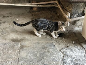 benqal pişik: Benqal, Dişi, Yaxşı əllərə, Ünvandan götürmə