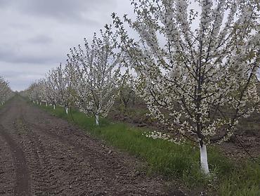 Torpaq sahələrinin satışı: 300 sot, Kupça (Çıxarış) — 6