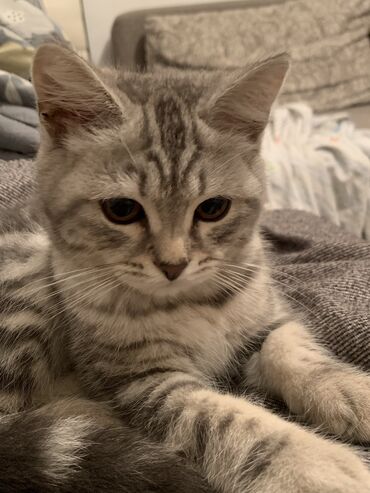 персидский котенок: Срочно продаем Британский короткошерстый котенок 4 месяца Мальчик