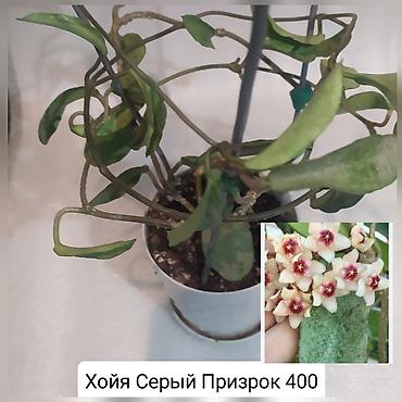 Другие комнатные растения: Продаю цветы — 7