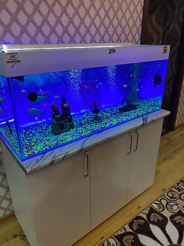 kiçik heyvanlar: Dördbucaq akvarium, Balıqlarla birlikdə, 300 l, Pulsuz çatdırılma — 3