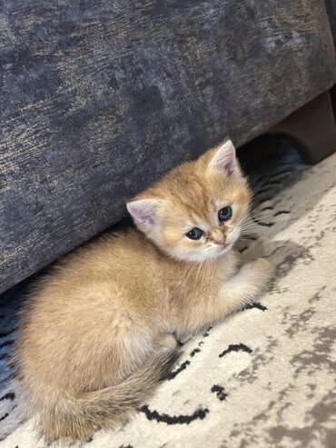 pişik adları azeri: Şinşilla, Erkək, Dişi, Ünvandan götürmə