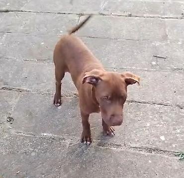 Pitbul, 2 ay, Dişi