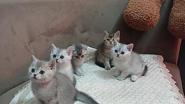 Pişiklər: Britan — 12