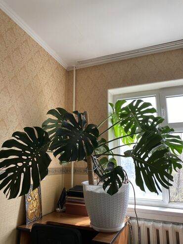 комнатный цветок с большими листьями: Монстера монстера идеальное комнатное растение для офисов и частных