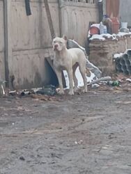 Продажа собак: Срочно! Собака среднего размера, прямые стоячие уши, компактное — 3