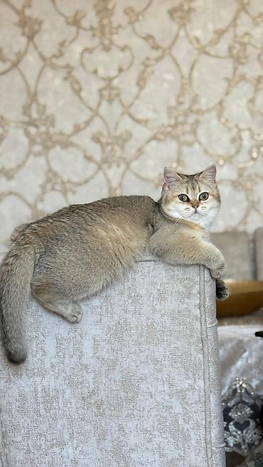 Золотая шиншилла, Самка, В добрые руки, Самовывоз, Бесплатная доставка, Платная доставка at lalafo.az — 4 Золотая шиншилла, Самка, В добрые руки, Самовывоз, Бесплатная доставка, Платная доставка — 4