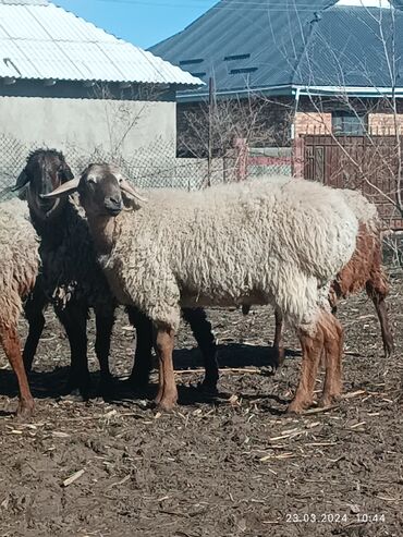 бараны самка: Продаю | Овца (самка), Ягненок, Баран (самец)