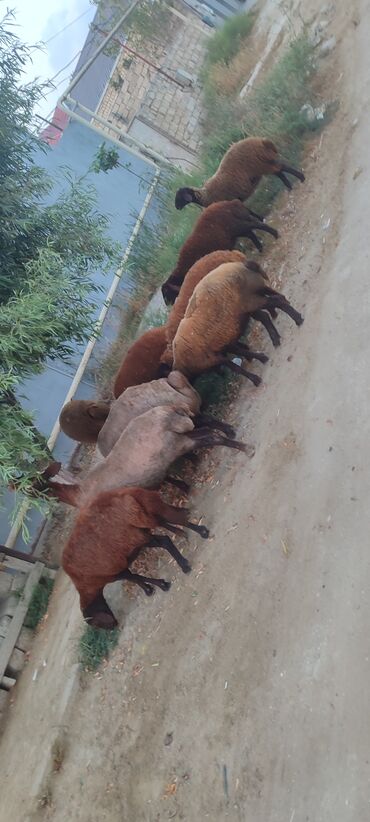 Inəklər, öküzlər: Dişi, Qala, il: 1, Damazlıq