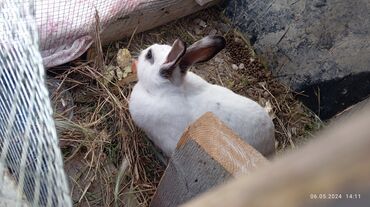 Кролики: Salam dovşan 25 manatdır tək dişidi tam başm cxmr deyəsən qarnında