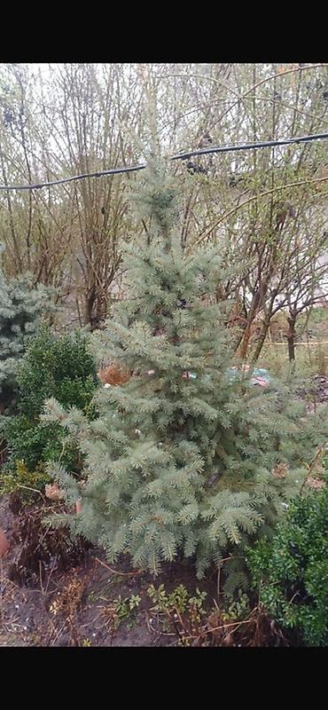 уй емерек: Ель колючая (Picea pungens, голубая ель) — саженцы разных размеров. - — 2