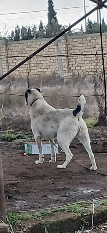 İtlər: Alabay, 1 il, Dişi, Peyvəndli, Ödənişli çatdırılma — 6