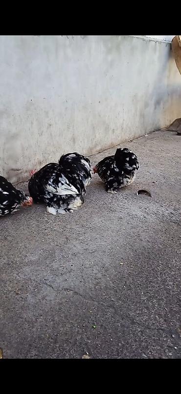 Cücələr: Toyuq cücələri, Damazlıq — 2
