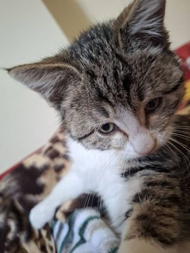 Pişiklər: Erkək — 11